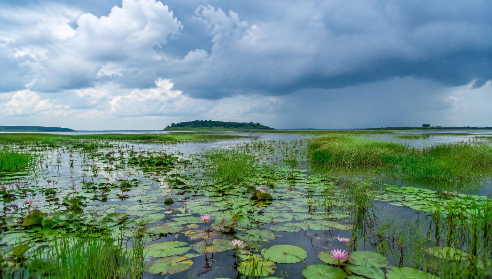 Freshwater wetland in Bangladesh